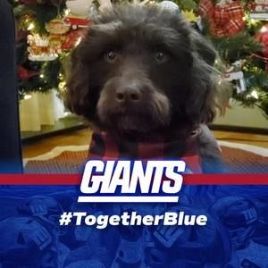 Meet your Posher, Frank